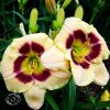 Hemerocallis Custard Candy